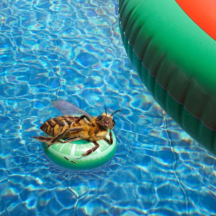 Bee Influencer