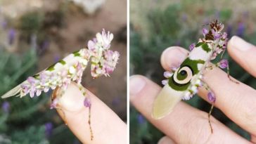 flower mantis