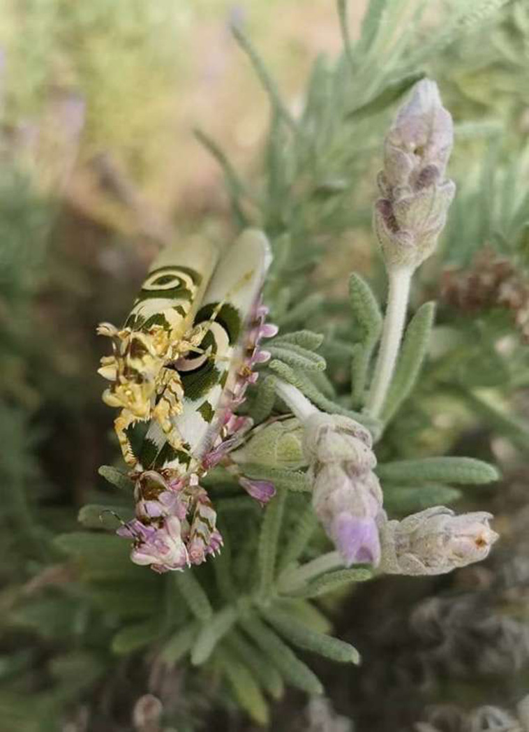 flower mantis