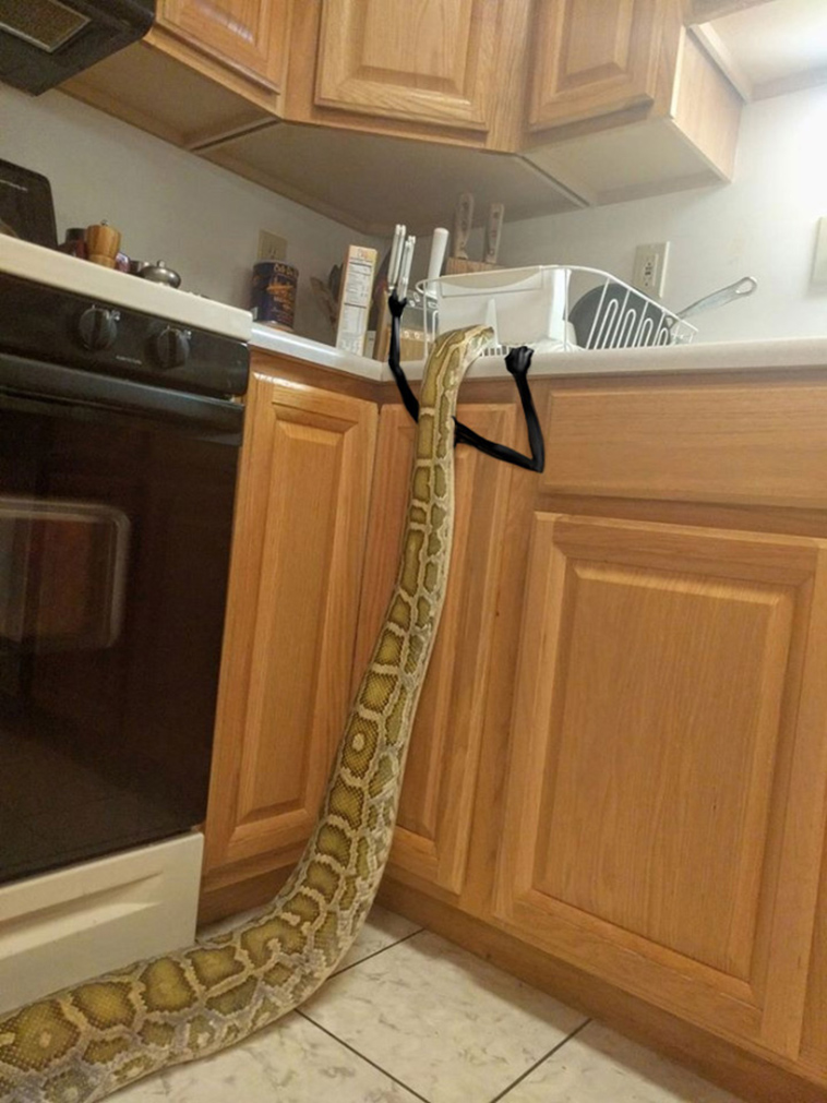 funny snake doodles
