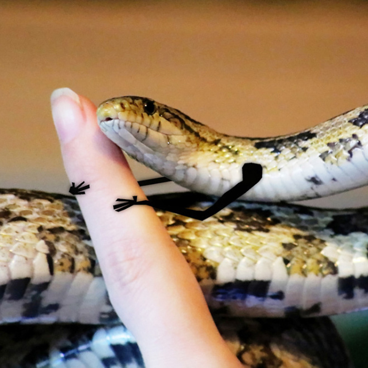 funny snake doodles