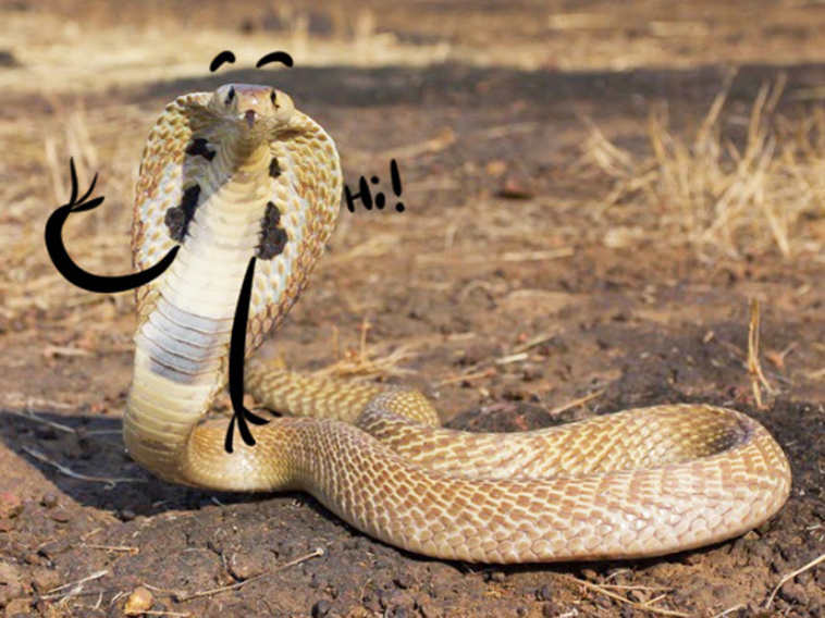 funny snake doodles