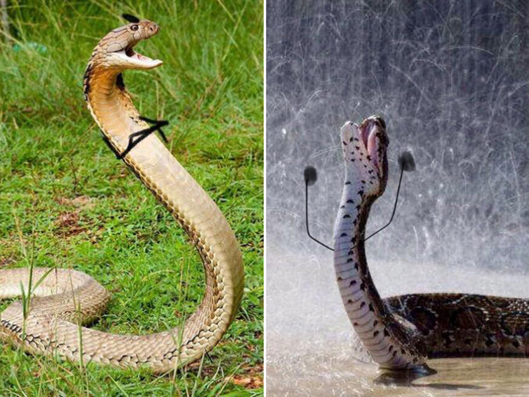 funny snake doodles