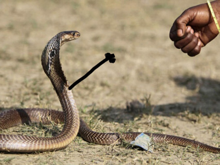 funny snake doodles