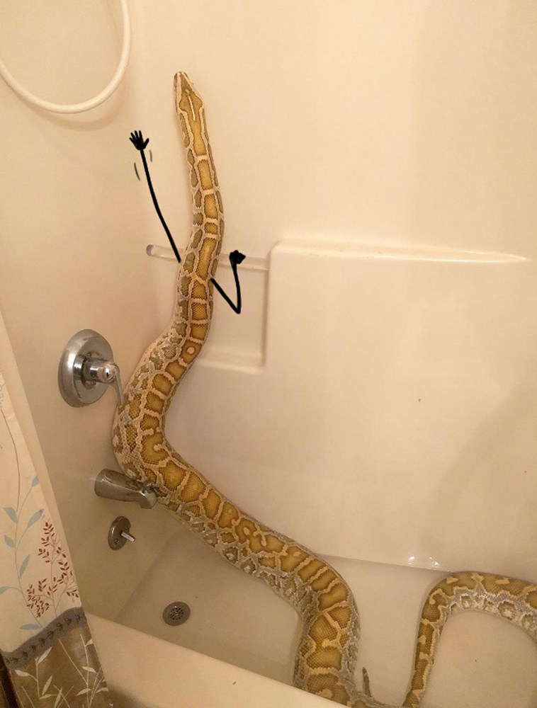 funny snake doodles