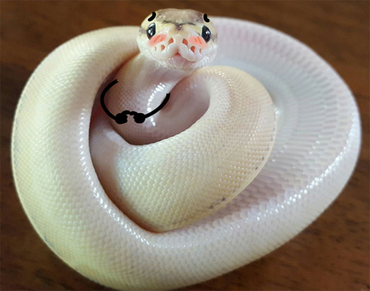 funny snake doodles