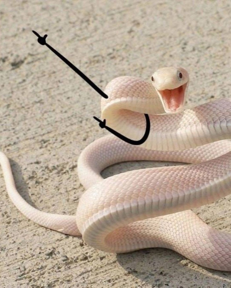funny snake doodles