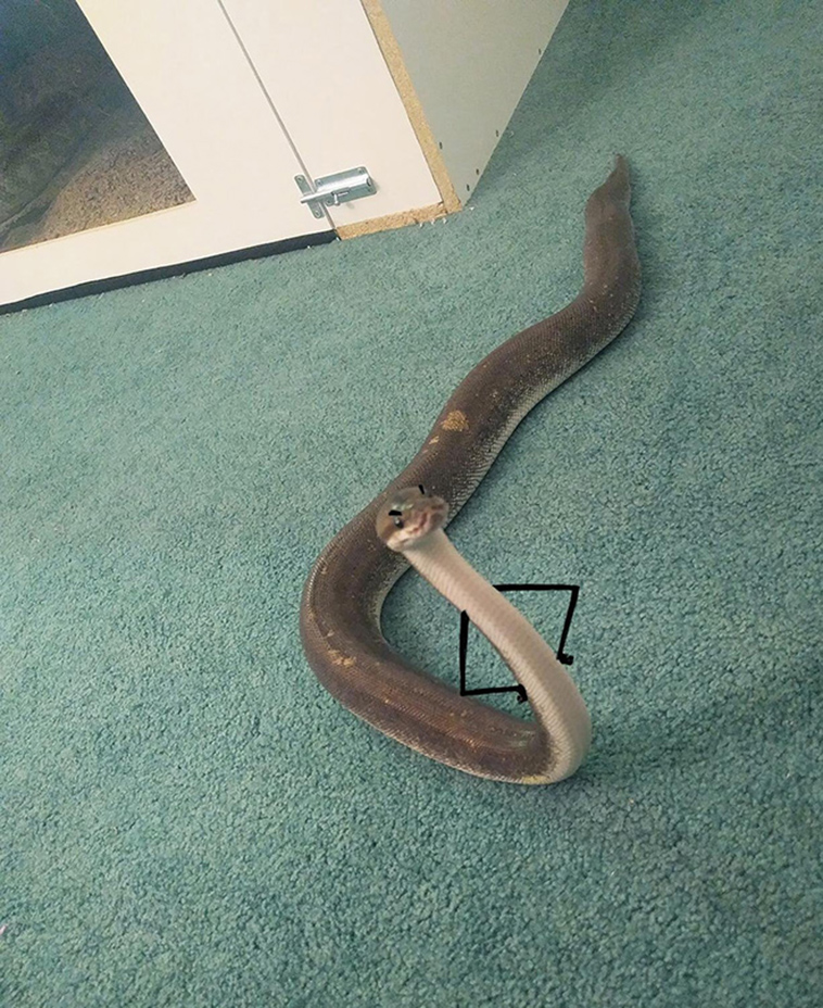 funny snake doodles