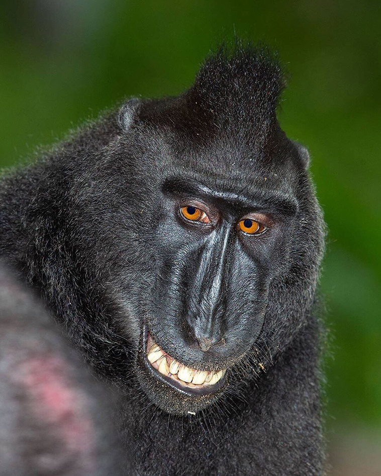 black crested macaque