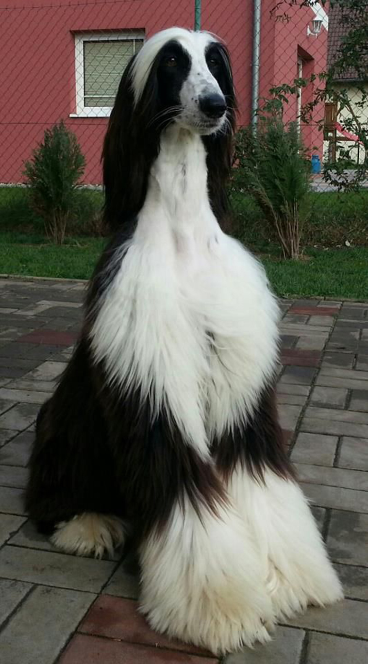 Afghan Hound largest dog breeds