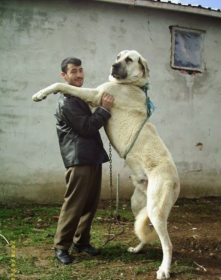 Anatolian Shepherd largest dog breeds