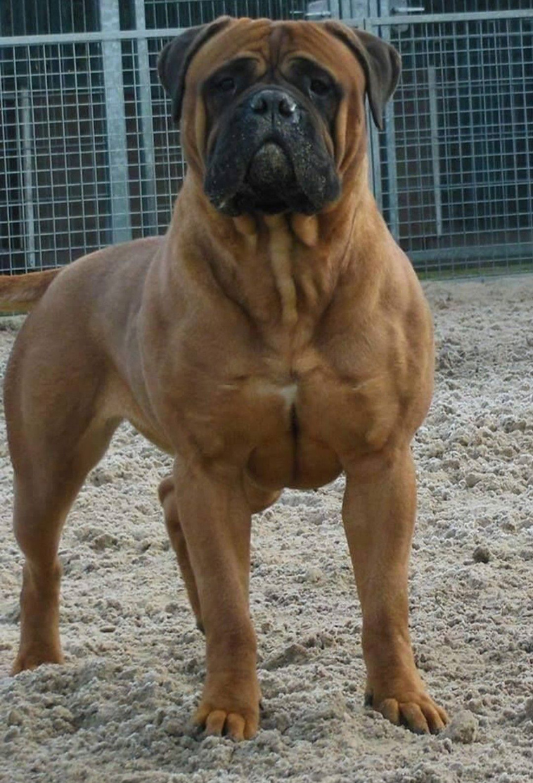 Bullmastiff