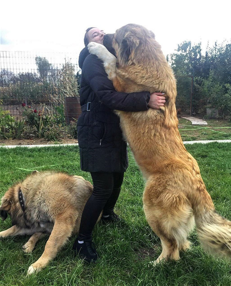 Caucasian-Shepherd