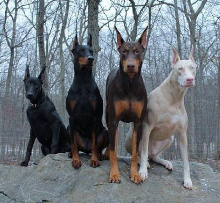 Doberman-Pinscher