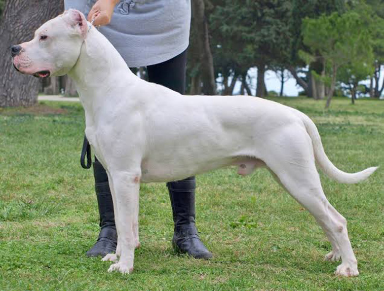 Dogo-Argentino