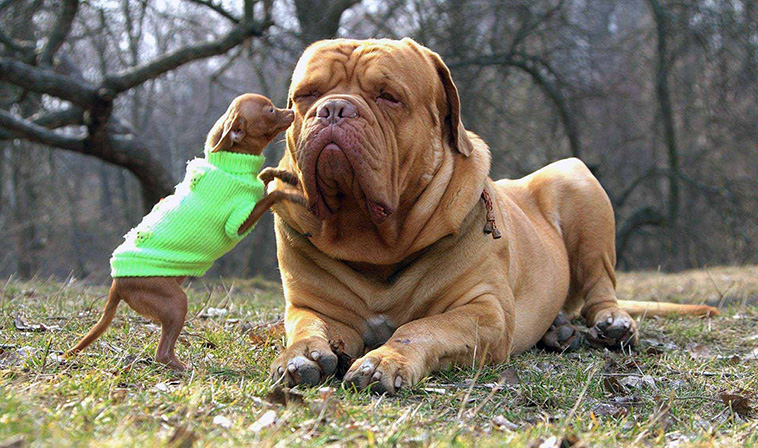 Dogue de Bordeaux largest dog breeds