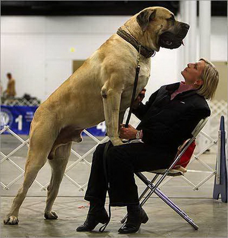 Engish Mastiff