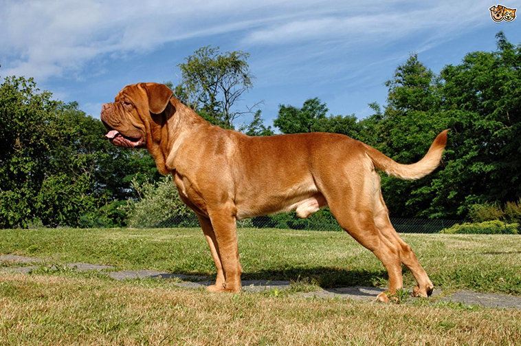 French Mastiff