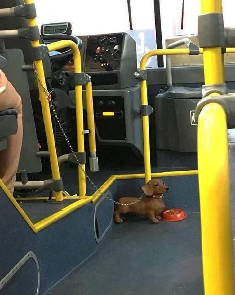 Strange Things Spotted On Public Transport 