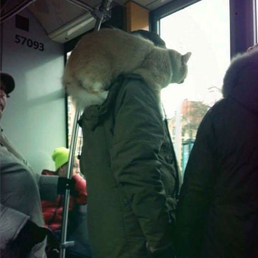 Strange Things Spotted On Public Transport 