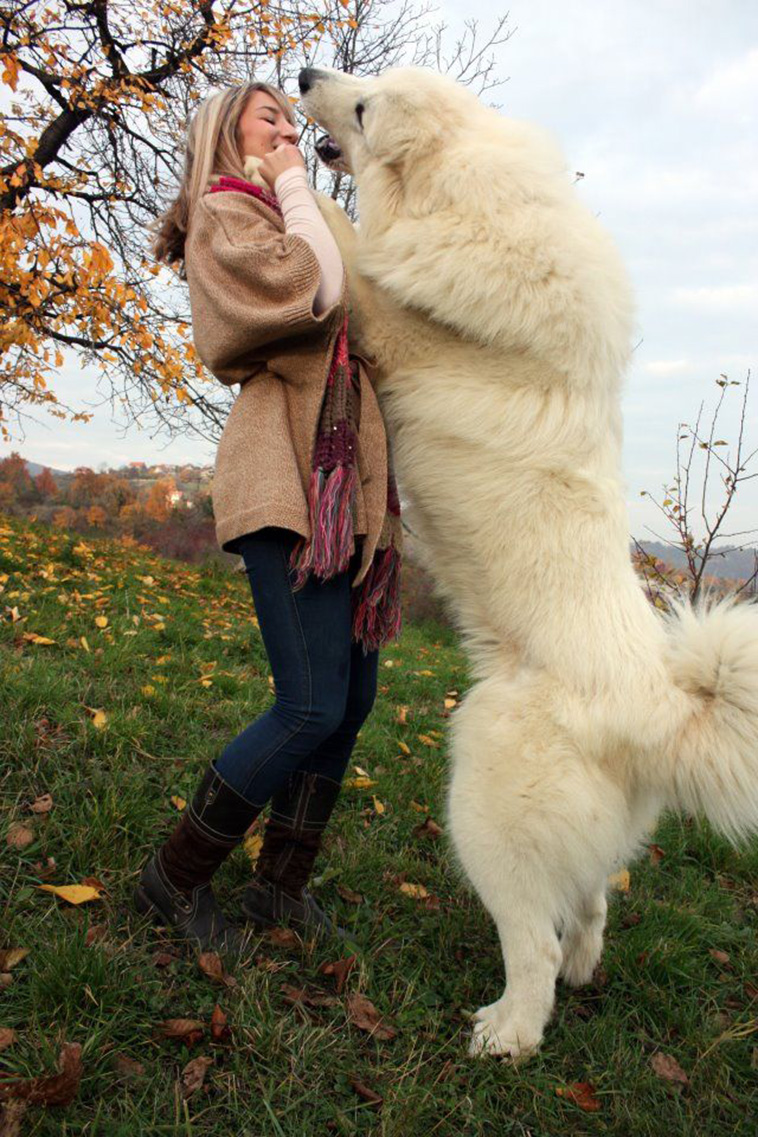 Great-Pyreneese