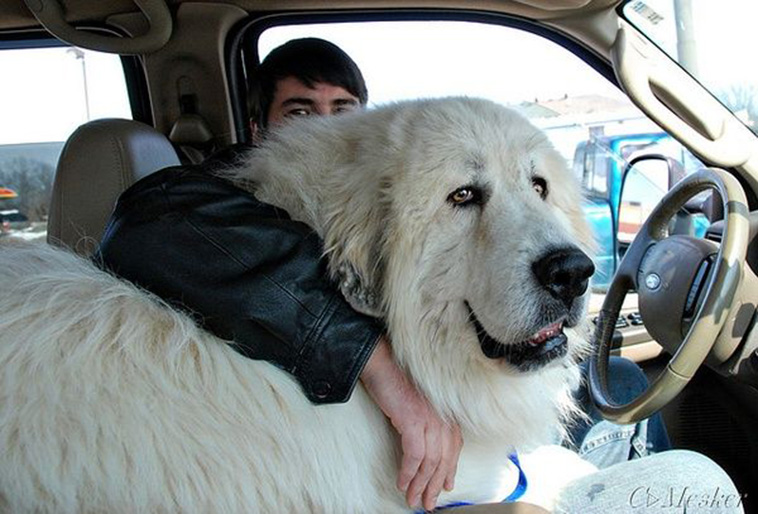 Great-Pyreneese largest dog breeds