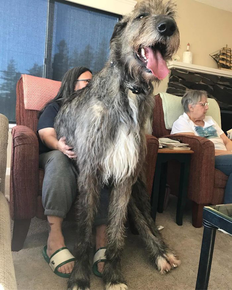 Irish Wolfhound largest dog breeds
