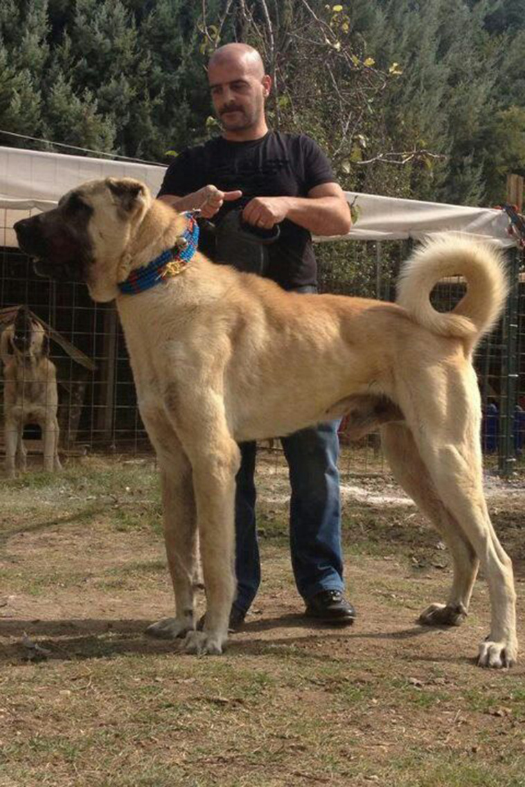 Kangal Shepherd Dog largest dog breeds
