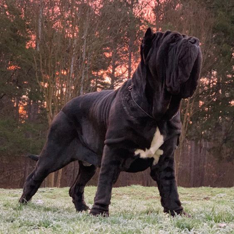 Neapolitan Mastiff largest dog breeds