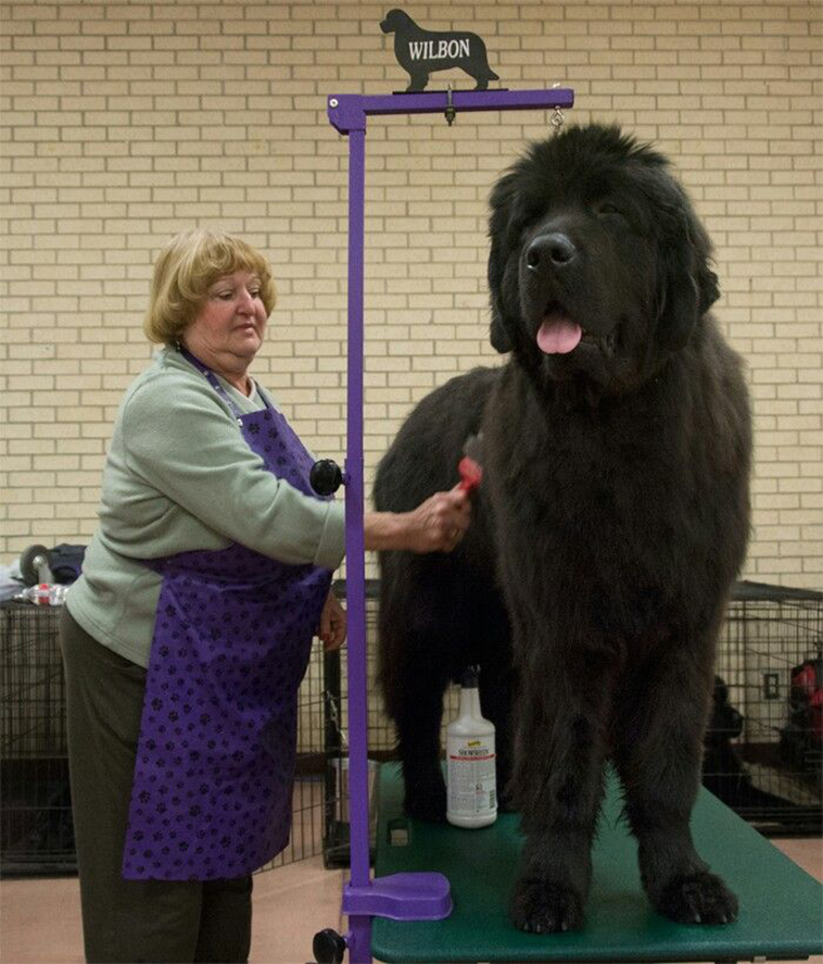 Newfoundland largest dog breeds