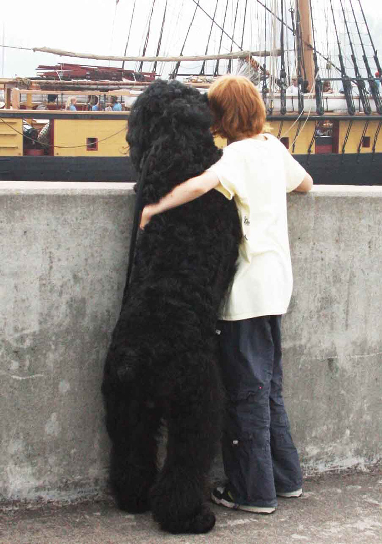 Russian Black Terrier largest dog breeds
