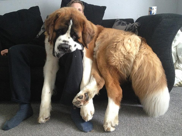 Saint Bernard largest dog breeds