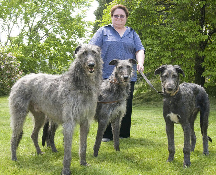 Scottish Deerhound