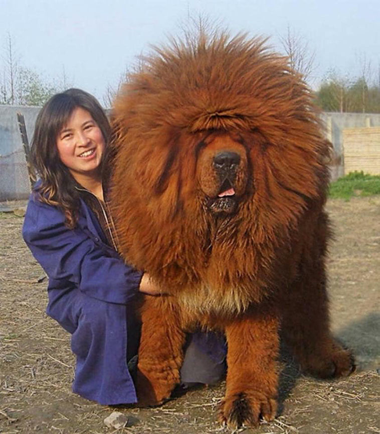 Tibetan Mastiff largest dog breeds
