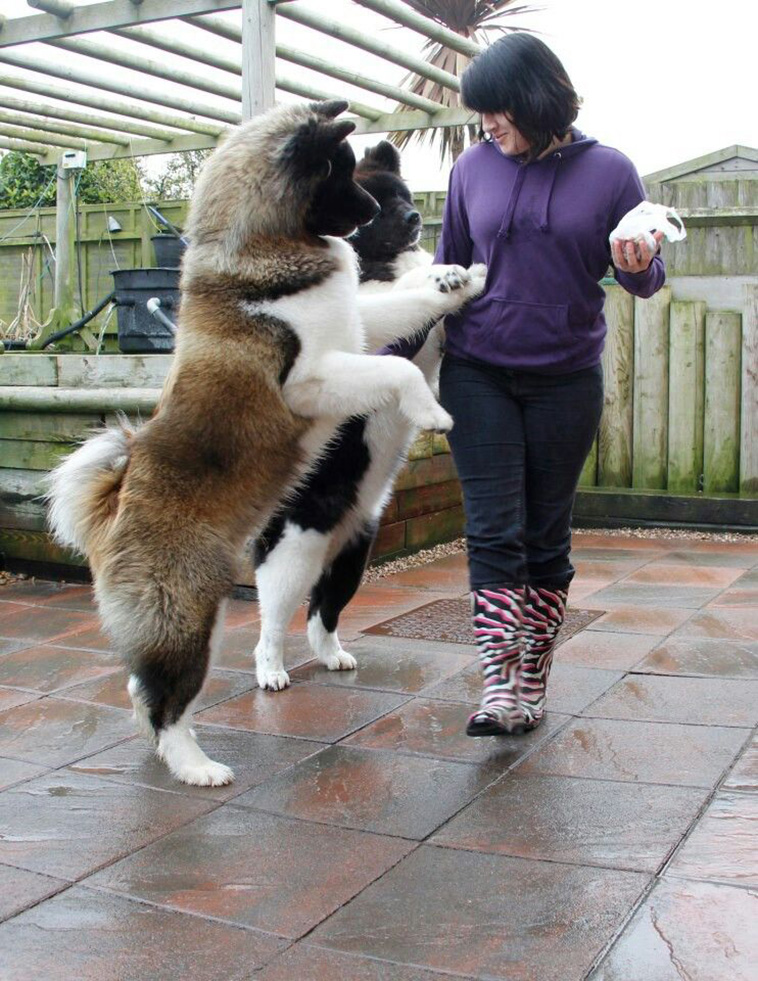 Akita dog largest dog breeds