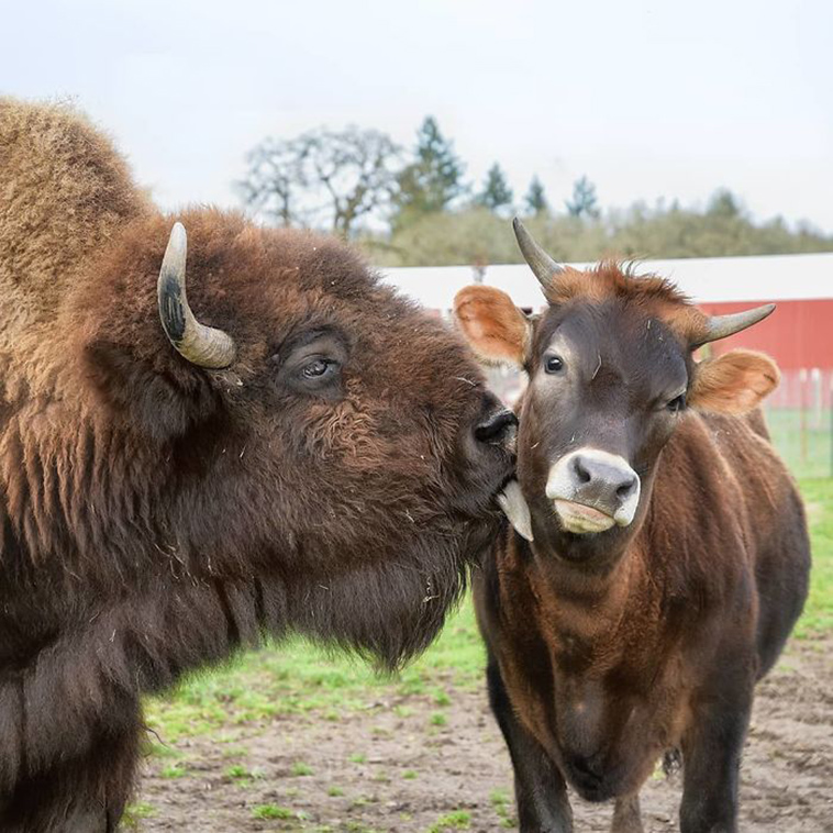 best friends blind bison cow