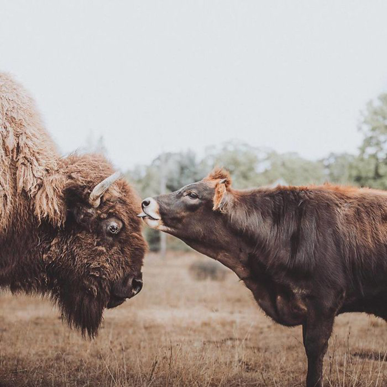 best friends blind bison cow