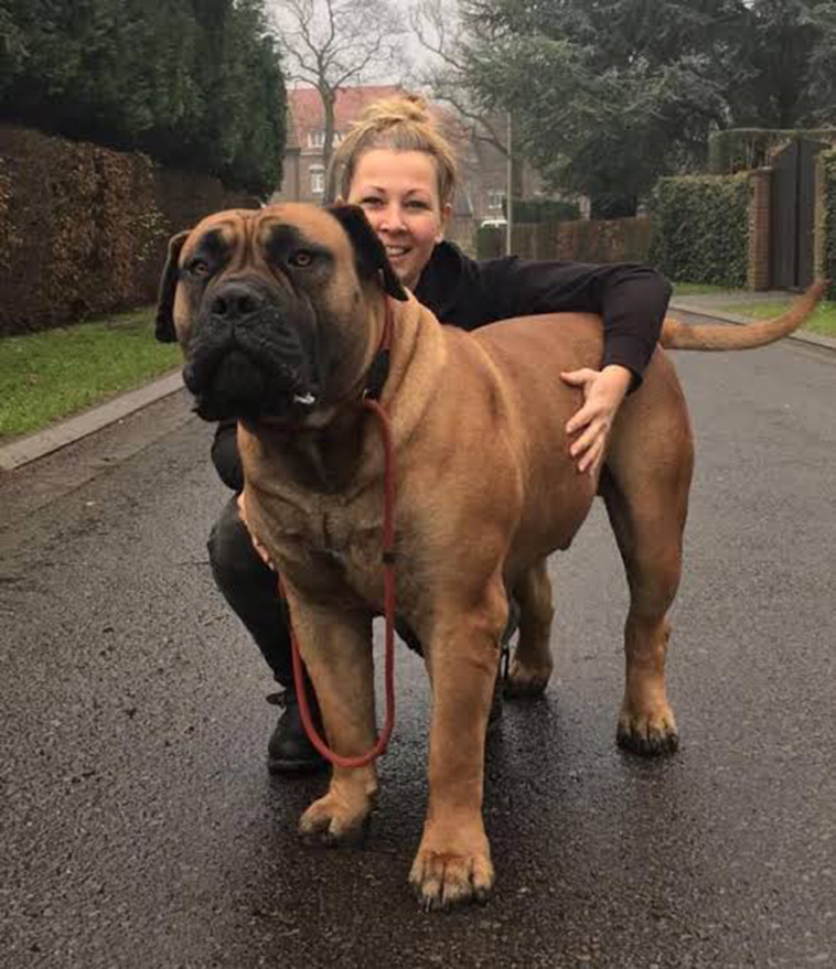 boerboel