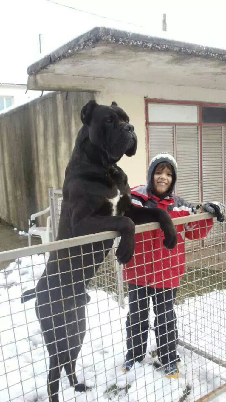 cane-corso