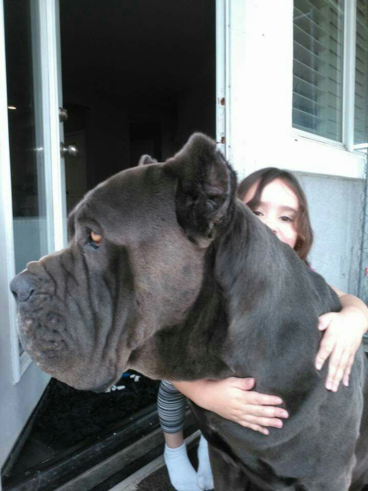 cane-corso