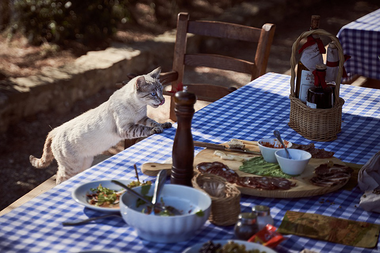 cat on table food
