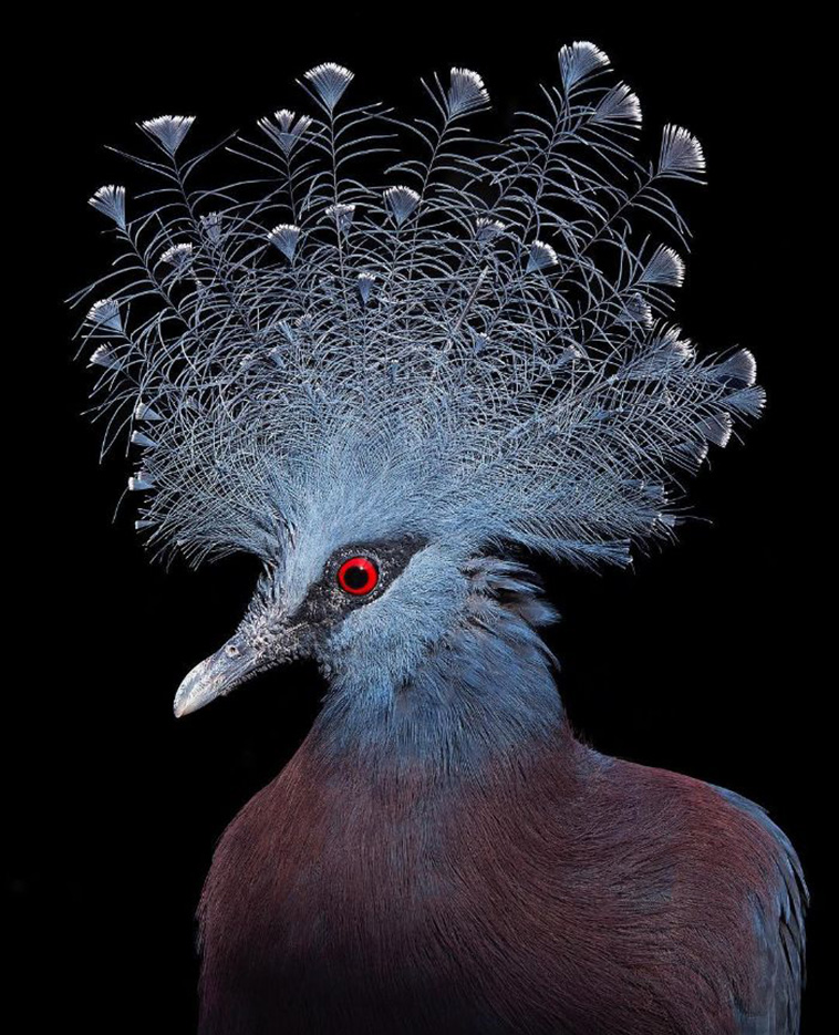 Victoria Crowned Pigeon bird portraits