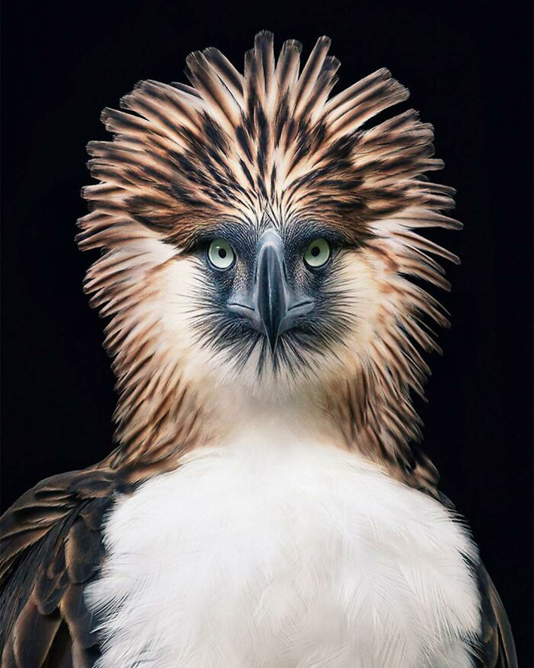Philippine Eagle endangered bird portraits