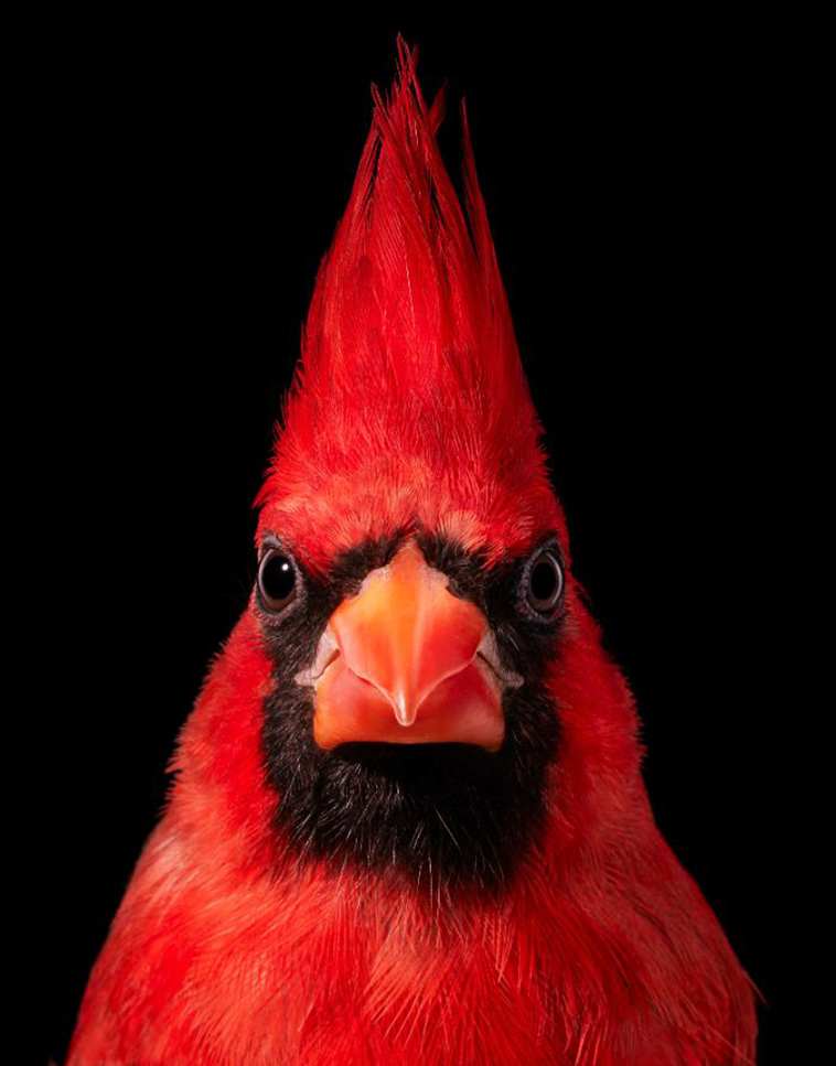 Northern Red Cardinal bird portraits