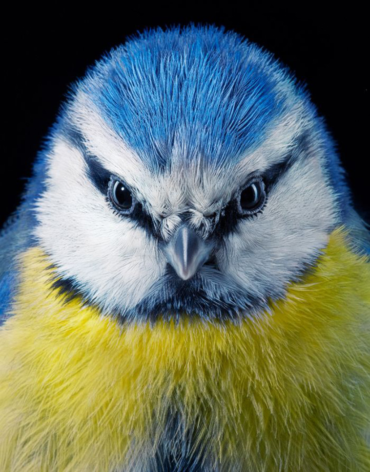 Blue Tits