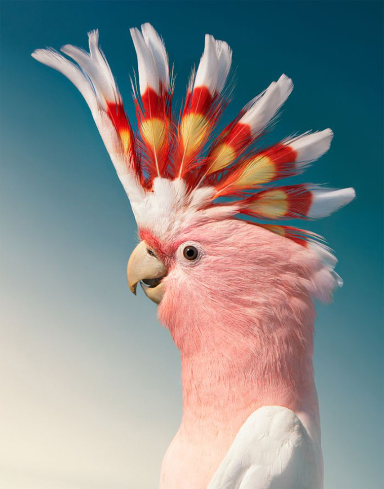 Cockatoo