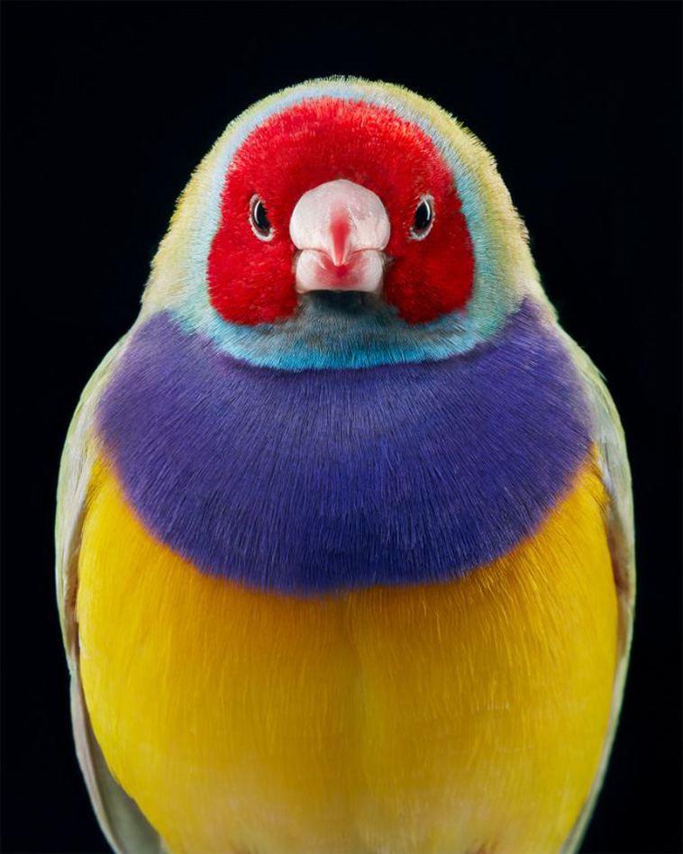 The Gouldian finch endangered bird portraits