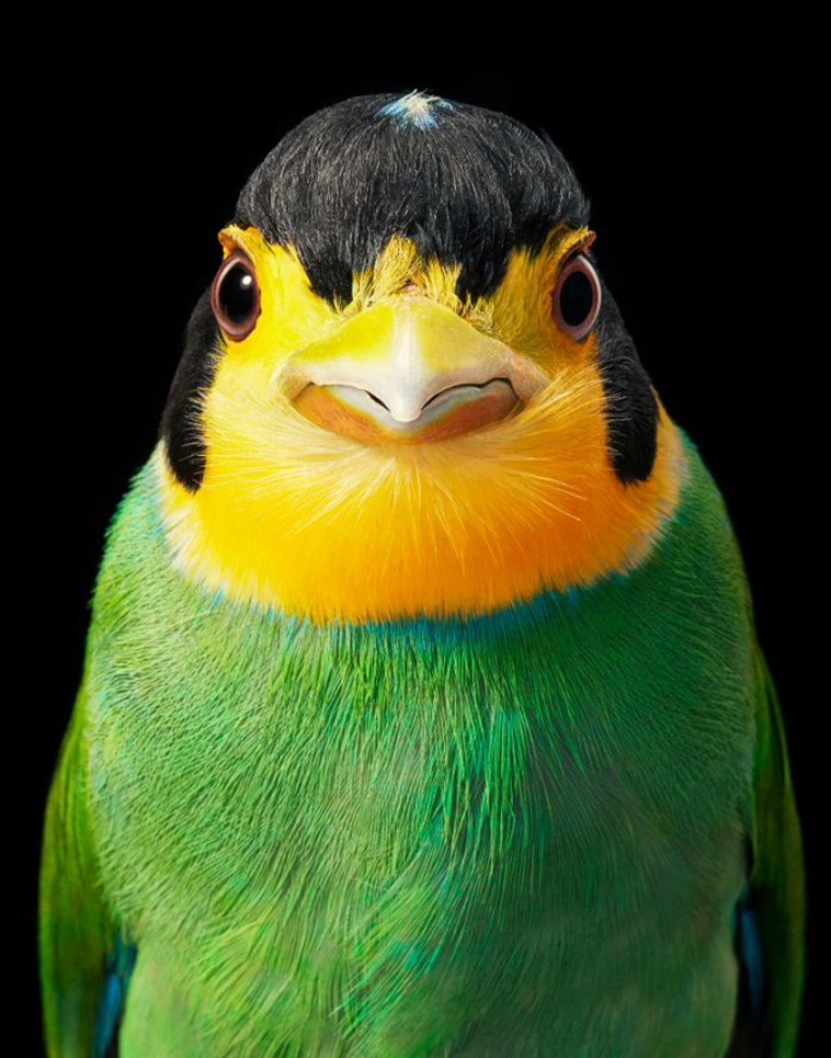 Long-tailed Broadbill