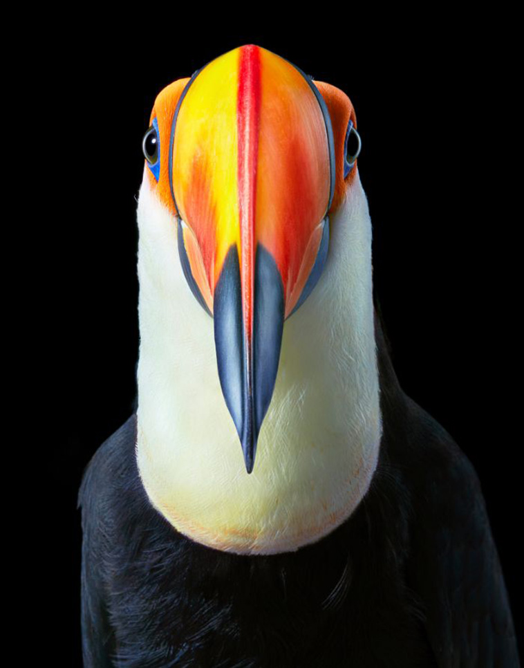 Toco Toucan