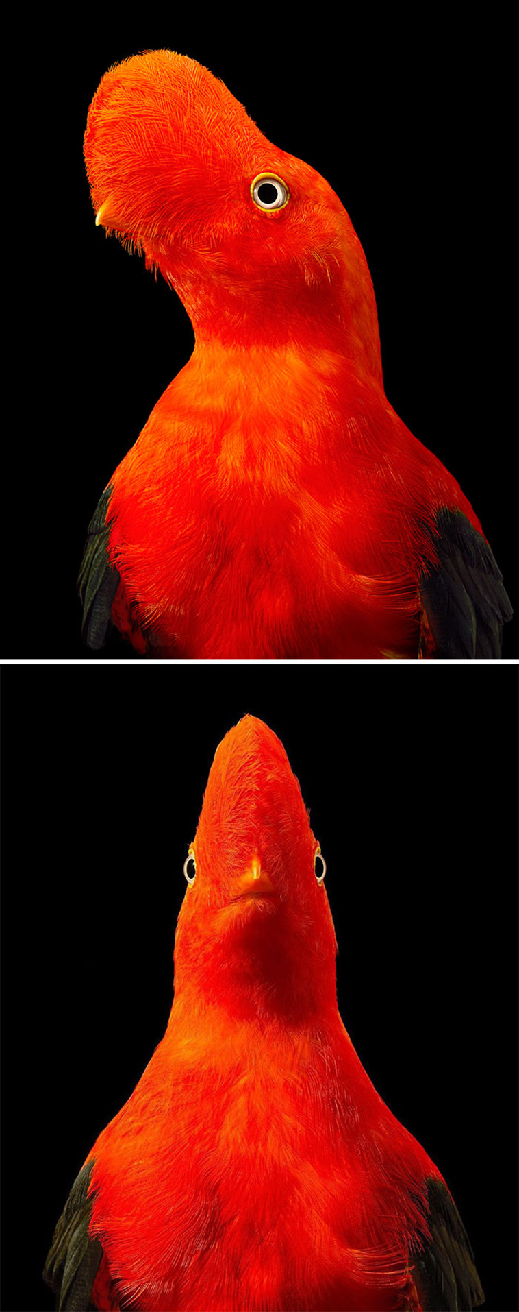 Cock-of-the-rock
